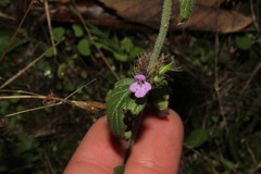 Clinopodium vulgare vulgare
