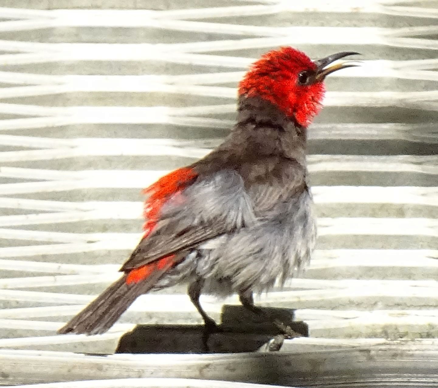 Red-headed Myzomela (Myzomela erythrocephala), photo 10