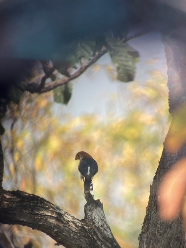 White-rumped Falcon (Neohierax insignis), photo 8