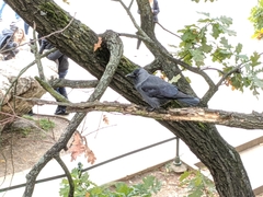 Corvus monedula