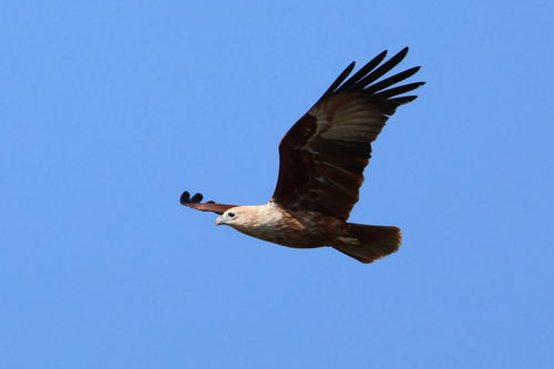 Brahminy Kite