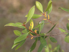 Persoonia stradbrokensis