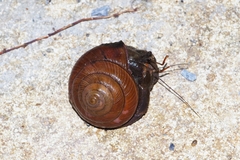 Coenobita cavipes