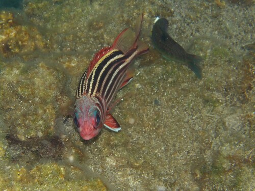 Nannygai (Sargocentron rubrum) — Holocentridae — 2