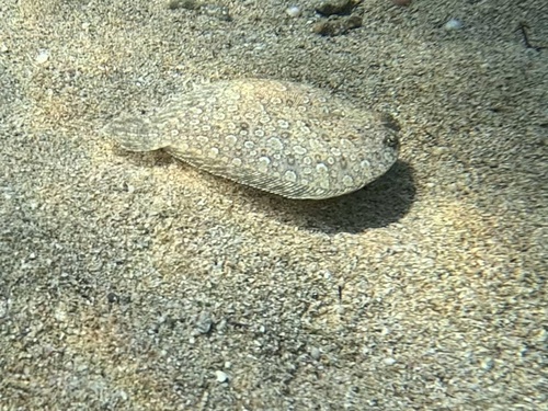 Bothus podas