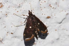 Paracymoriza okinawanus