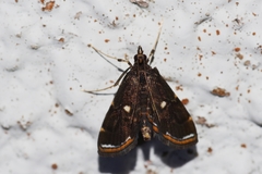 Paracymoriza okinawanus