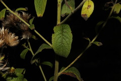 Pentanema squarrosum