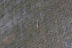 Pyloetis mimosae