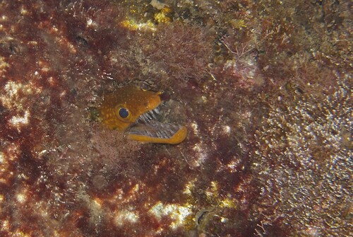 Photo of Fangtooth moray (Enchelycore anatina)
