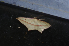 Timandra convectaria