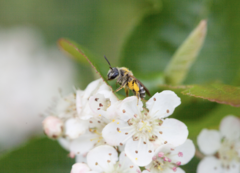 Andrena nasonii