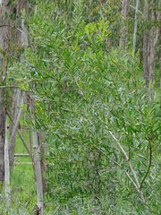 Acacia longifolia longifolia