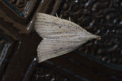 Stenhypena longipennis