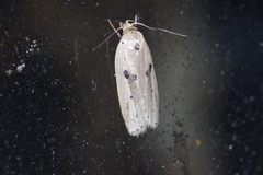 Scythropiodes issikii