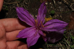 Colchicum bivonae