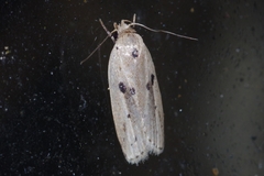 Scythropiodes issikii