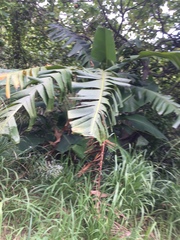 Musa acuminata