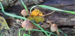 Mycena erubescens