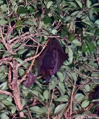 Pteropus vampyrus