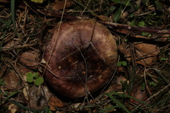 Russula romellii