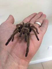 Selenocosmiinae