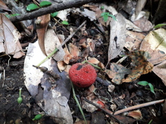 Balanophora yakushimensis