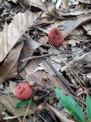 Balanophora yakushimensis