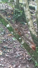 Callosciurus notatus