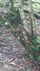 Callosciurus notatus