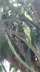 Callosciurus notatus