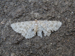 Idaea contiguaria
