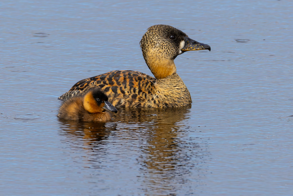 White-backed Duck