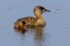 White-Backed Duck photo 2