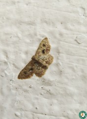 Idaea muscifasciata