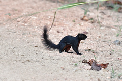 Callosciurus prevostii pluto