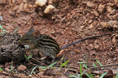 Typical Lemniscomys photo 2