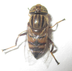 Eristalodes
