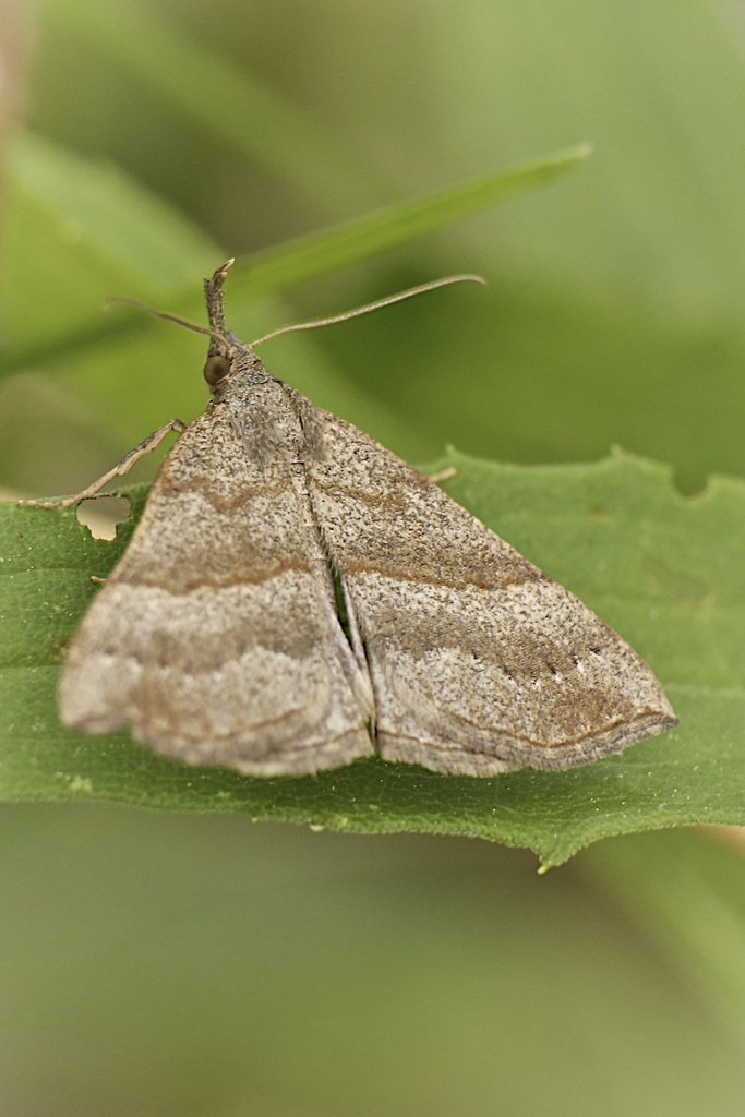Speckled Snout