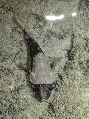 Scorpaenodes guamensis observed 2025-05-21