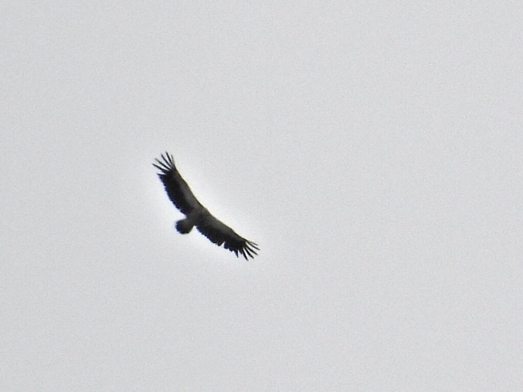 Himalayan Vulture