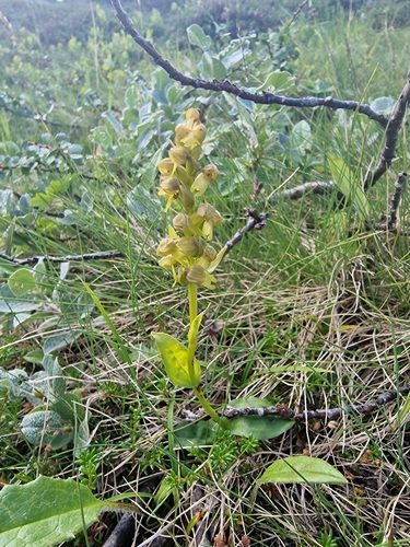 Frog Orchid