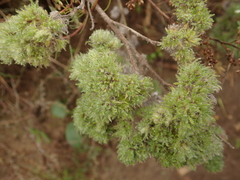Aceria echii