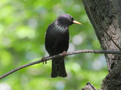 Sturnus vulgaris