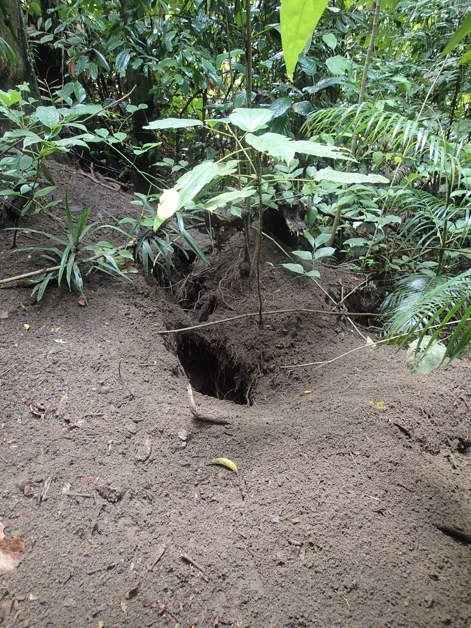 Nicobar Megapode (Megapodius nicobariensis), photo 6