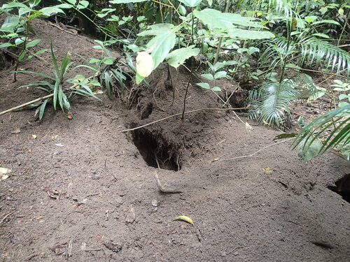 Nicobar Megapode (Megapodius nicobariensis)
