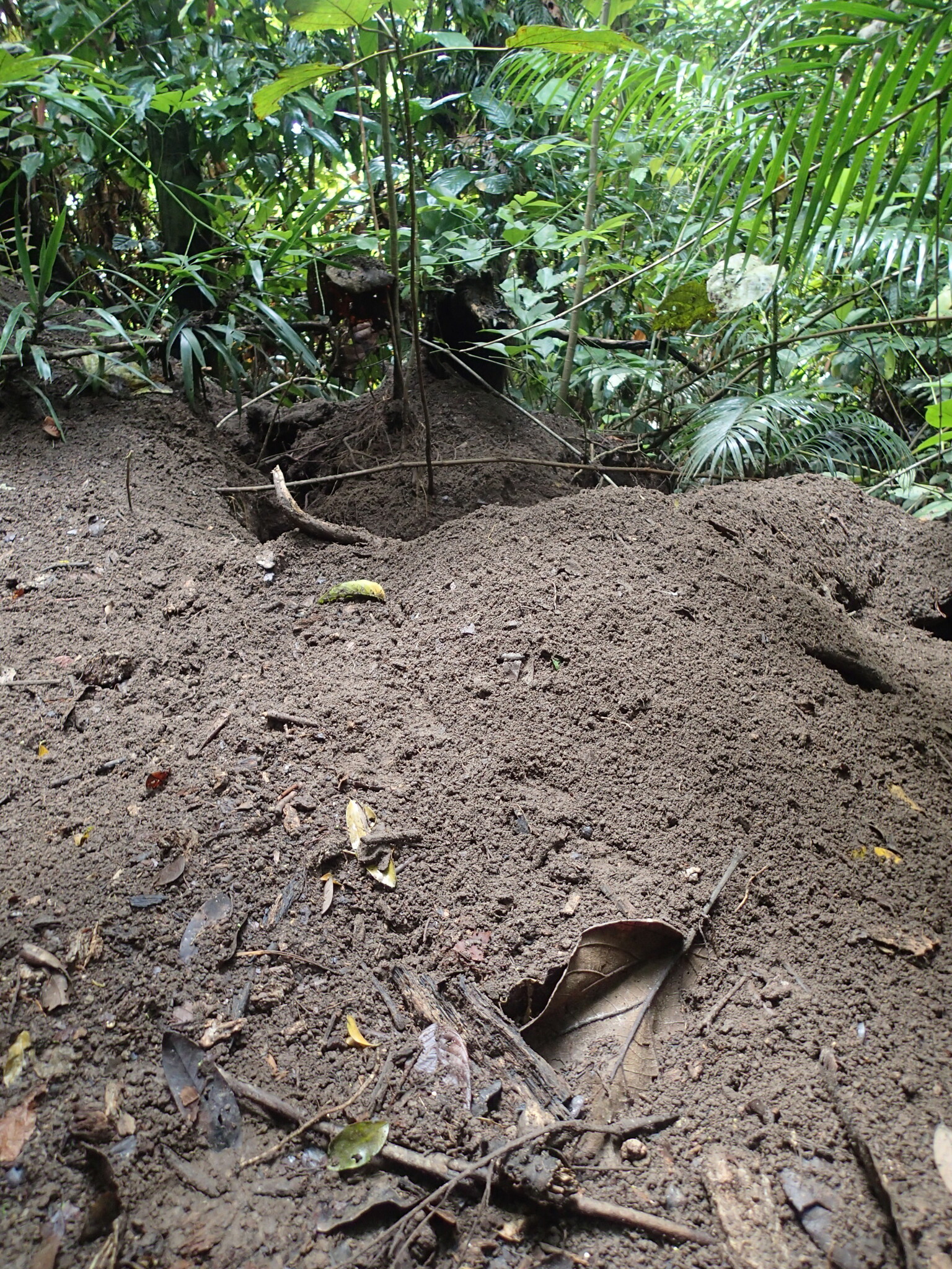 Nicobar Megapode (Megapodius nicobariensis), photo 7
