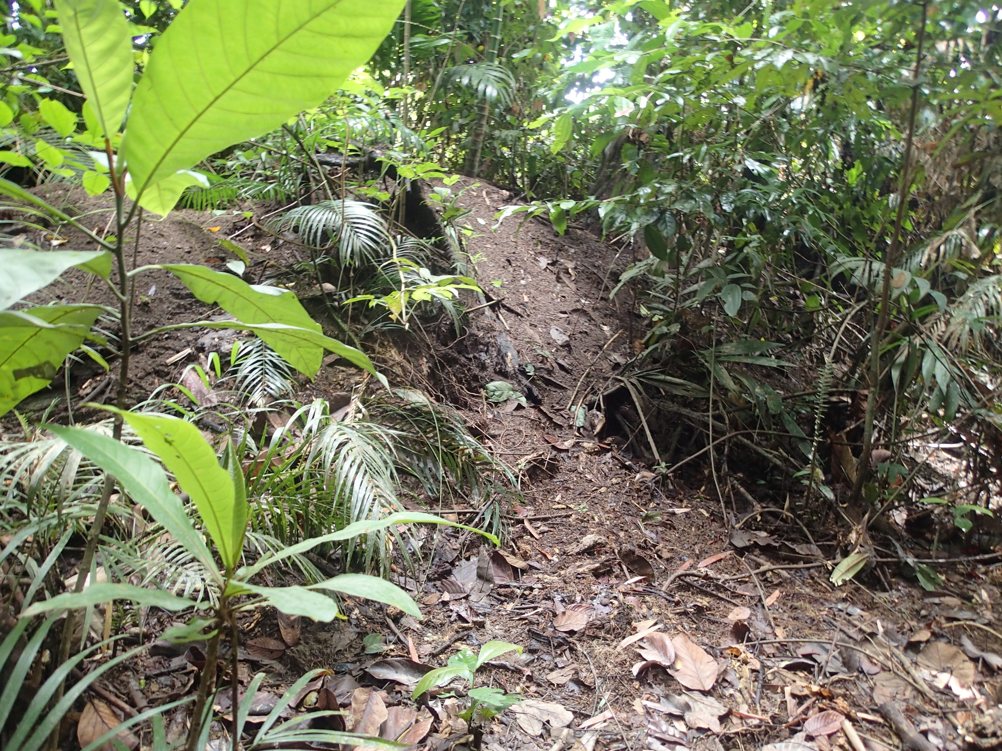 Nicobar Megapode (Megapodius nicobariensis), photo 8