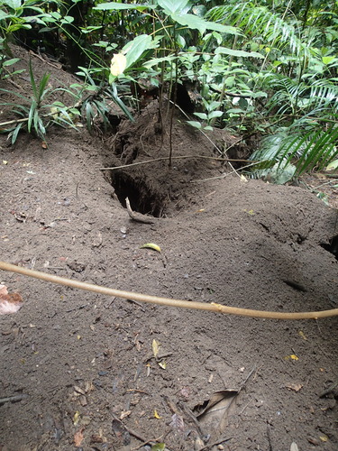 Nicobar Megapode (Megapodius nicobariensis), photo 2