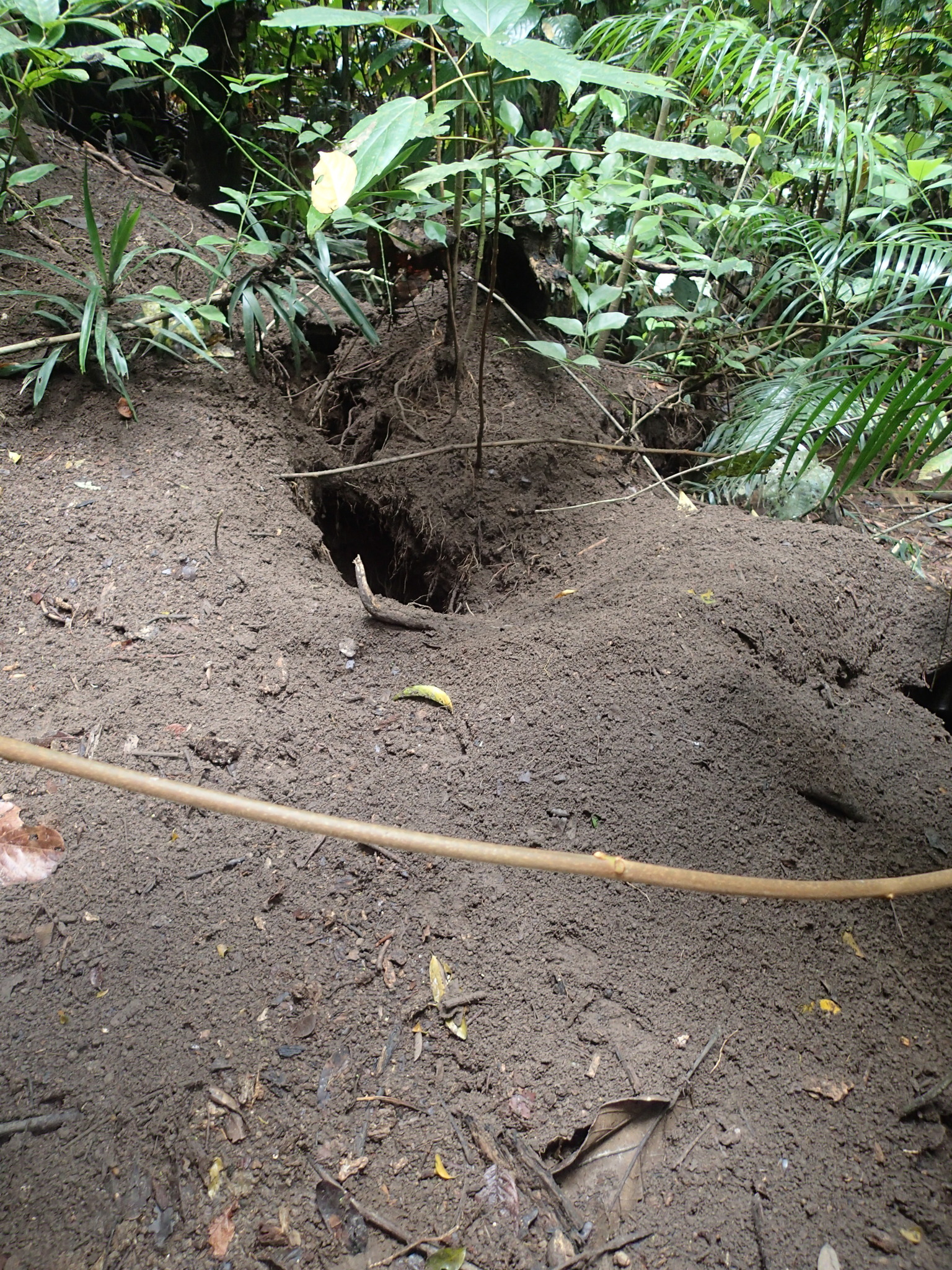 Nicobar Megapode (Megapodius nicobariensis), photo 2